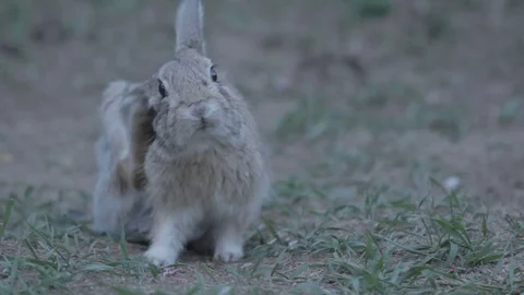 Bunny Ear Scratch Video stock 76943957
