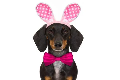 Bunny easter ears dog Foto stock