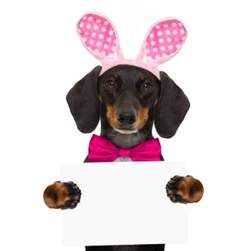 Bunny easter ears dog Foto stock