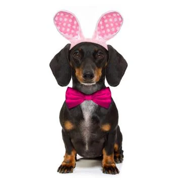 Bunny easter ears dog Fotos de archivo