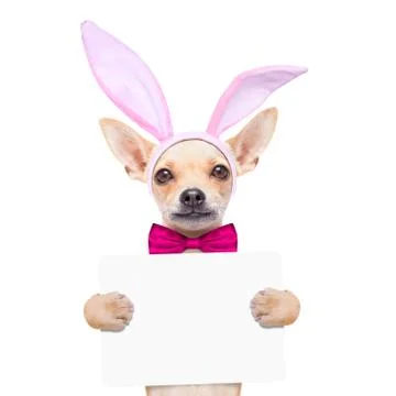 Bunny easter ears dog Stock Photos