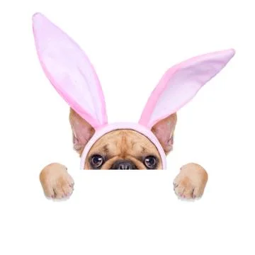 Bunny easter ears dog Foto stock