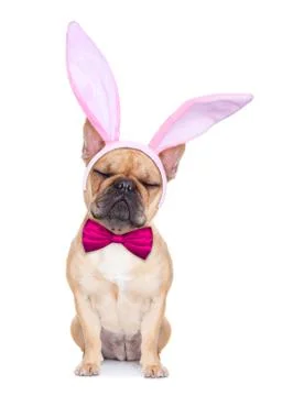 Bunny easter ears dog 库存照片