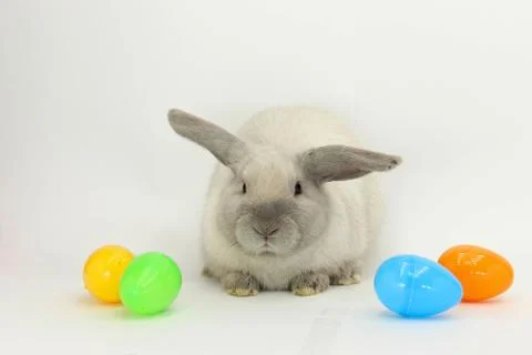 Bunny with Easter Eggs 3 Stock-Fotos