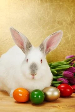 Bunny with easter eggs and tulips Stock Photos