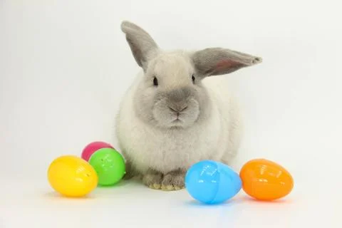 Bunny with Easter Eggs Foto stock