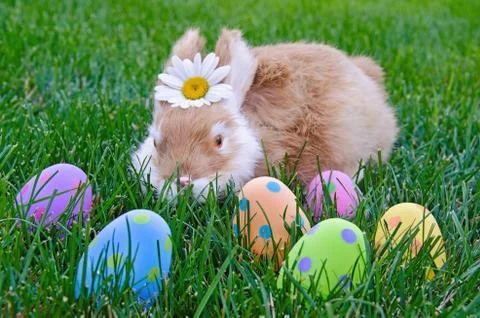 Bunny with Easter eggs Stock Photos