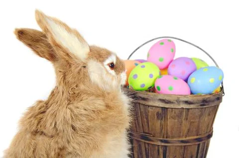 Bunny with Easter eggs Stock Photos