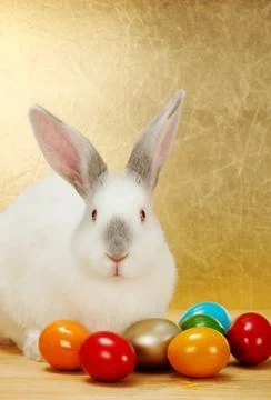 Bunny with easter eggs Stock Photos