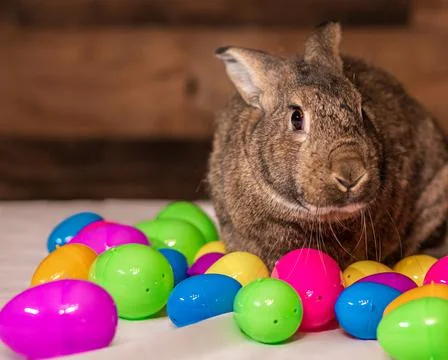 Bunny with Easter Eggs Stock Photos