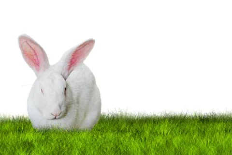 Bunny Easter on grass Stock Photos