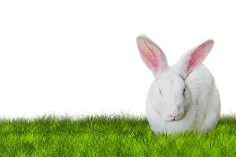 Bunny Easter on grass on right side Stock Photos