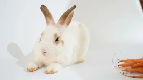 Bunny easter rabbit sitting, sniffing, looking around, on white background Stock Footage 123612127