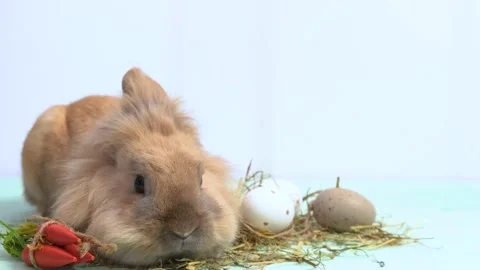  Bunny easter rabbit on white background .Easter symbol Animal concept.  Stock Footage 236058176