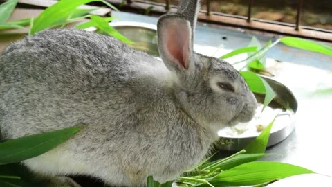 Bunny eating grass close up Stock Footage 147132580