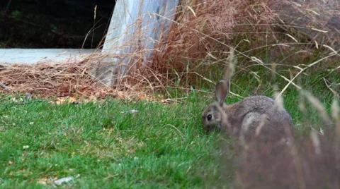 Bunny eating grass Stock Footage 50483444