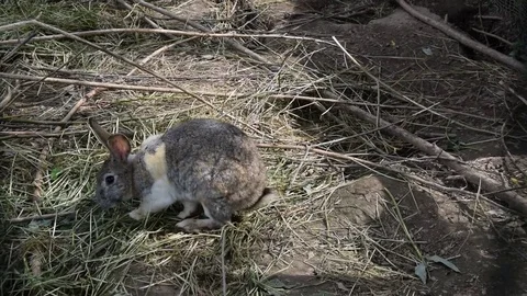 Bunny eating grass Stock Footage 75646805