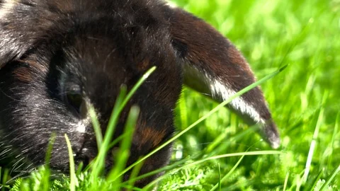 Bunny Eating Grass Vídeo Stock 88597819