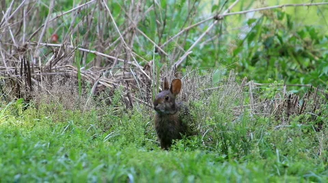 Bunny Eats and Runs Stock Footage 735565