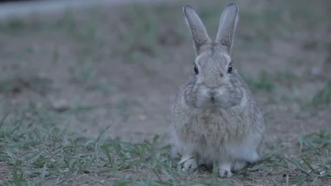 Bunny eats grass Video stock 76944471
