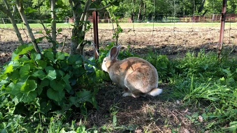 Bunny eats grass, jumps through fence, 4K Stock Footage 108469115