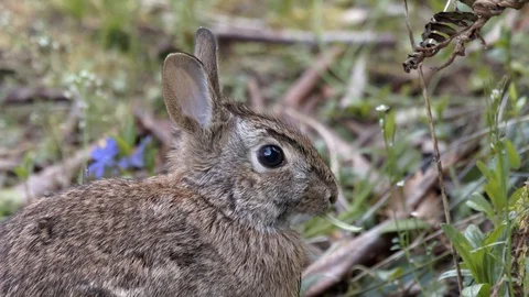 Bunny eats some grass Stock Footage 129102652