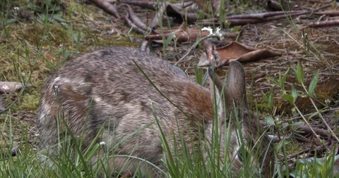 Bunny eats some grass (slow motion) Stock Footage 129105143