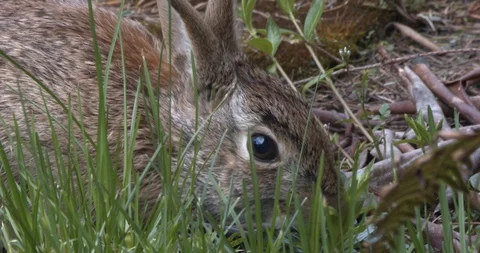 Bunny eats some grass (slow motion) Stock Footage 129106169