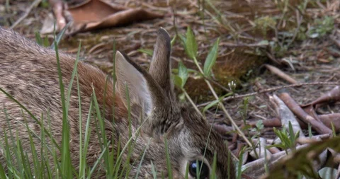 Bunny eats some grass (slow motion) Stock Footage 129107036