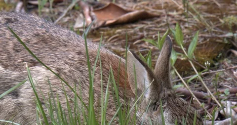 Bunny eats some grass (slow motion) Stock Footage 129107800