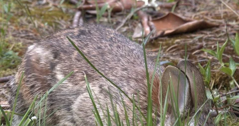 Bunny eats some grass (slow motion) Stock Footage 129108225