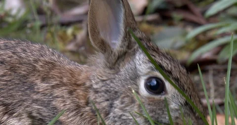 Bunny eats some grass (slow motion) Stock Footage 129109545