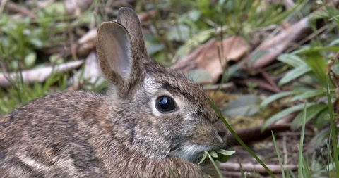 Bunny eats some grass (slow motion) Stock Footage 129109901