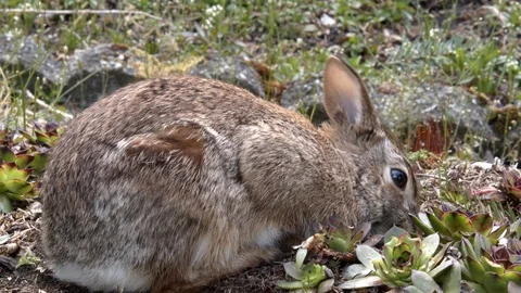 Bunny eats succulent Stock Footage 129104244