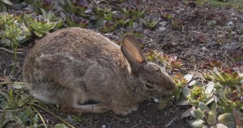 Bunny eats succulent (slow motion) Stock Footage 129110430
