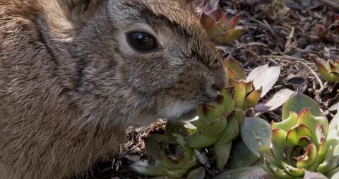 Bunny eats succulent (slow motion) Stock Footage 129111043