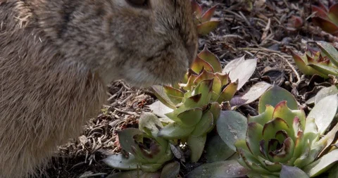 Bunny eats succulent (slow motion) Stock Footage 129111343
