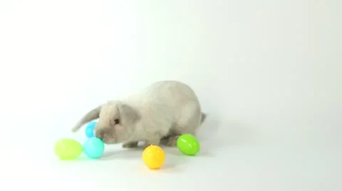 Bunny with Eggs Stock Footage 22198489