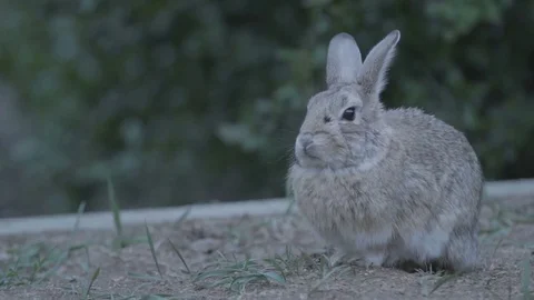 Bunny Exit Stock Footage 76944059