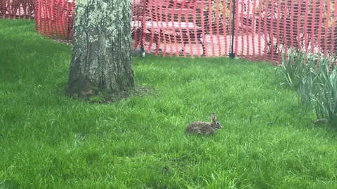 Bunny Exploring Green Park Under a Tree Near Quiet Benches Stock Footage 317639841