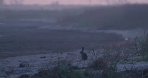 Bunny in field Stock Footage 139131969