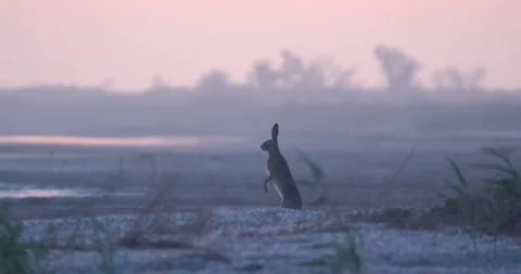 Bunny in field Stock Footage 139131985