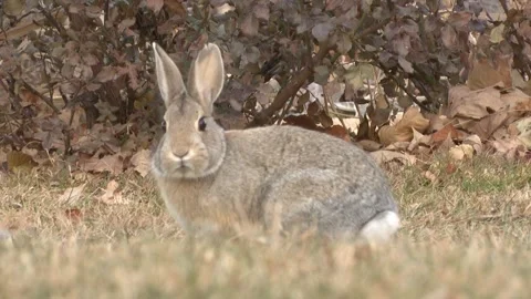 Bunny In Field Stock Footage 247267754