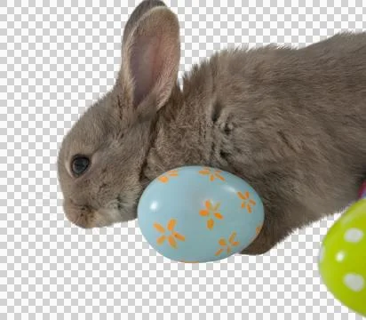Bunny with floral pattern Easter egg Stock Photos