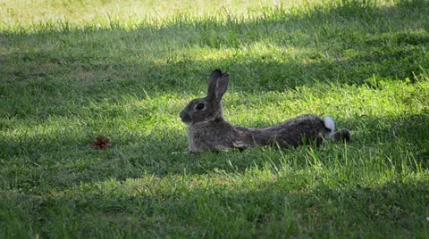 Bunny Video stock 23353364