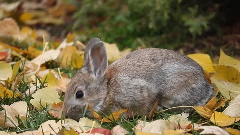 Bunny Stock Footage 90974835