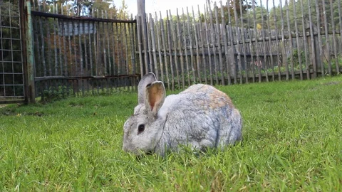 Bunny Stock Footage 129561712