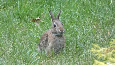Bunny Video stock 163375854