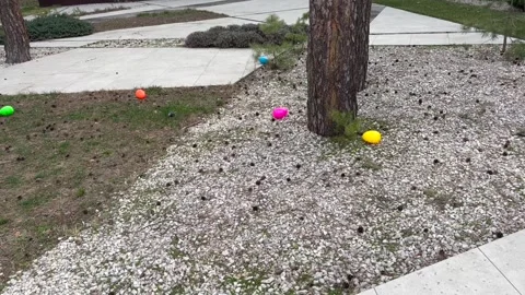 Bunny Stock Footage 305504050