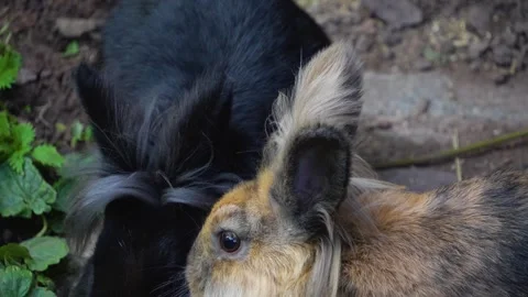 A bunny with funny hairstyle Stock Footage 252157563
